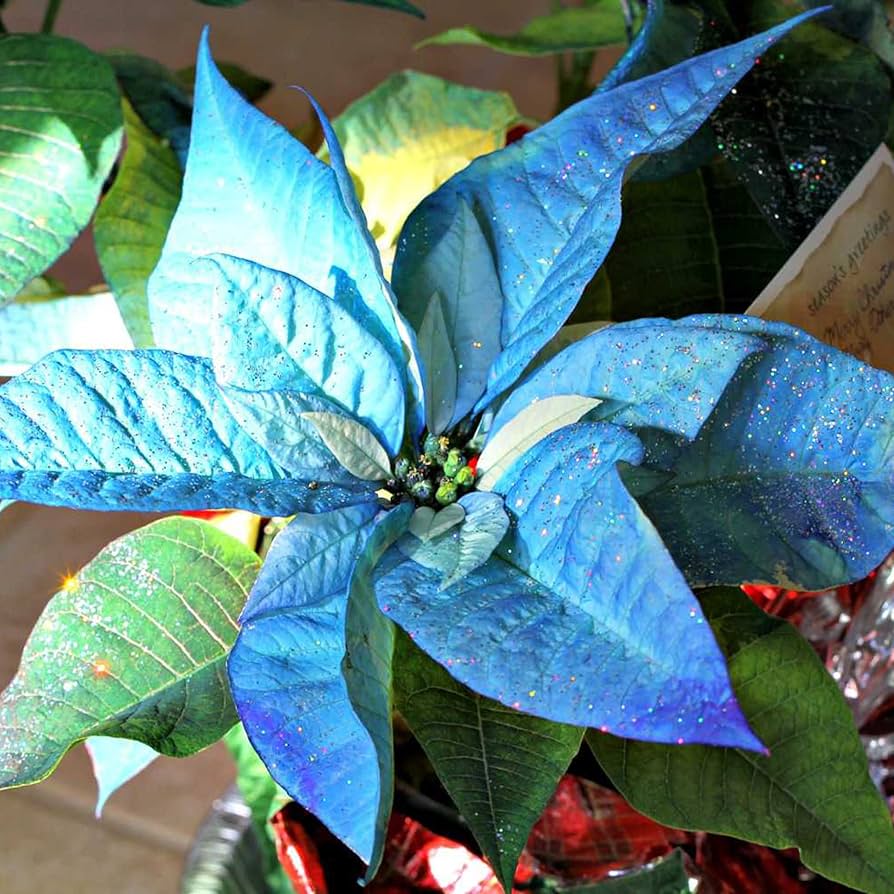 Deep Blue Poinsettia Flower seeds for Planting Long Bloom Season Heirloom & GMO Free Seeds for Home Garden