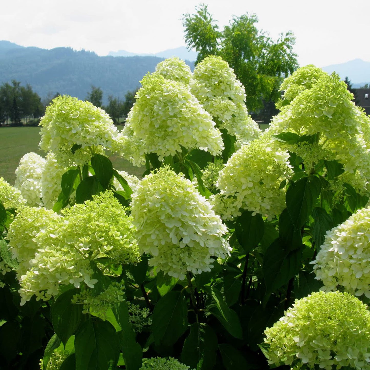 Hydrangea Flower seeds for Planting Cut Flower Favorite Heirloom & GMO Free Seeds for Home Garden