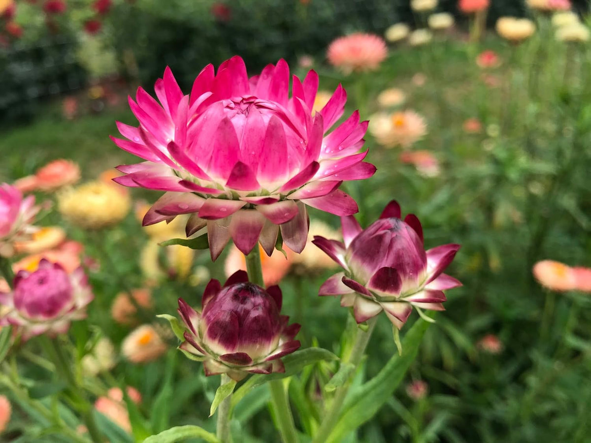 Helichrysum Bracteatum Flower seeds for Planting - Colorful Display, Heirloom & GMO Free Seeds for Home Garden
Sale seeds for home garden