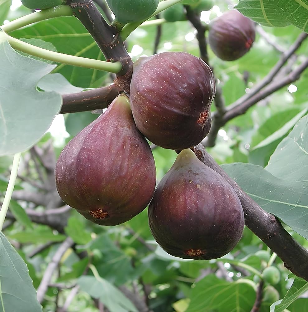 Kodota Fig Seeds for Planting Hardy Sweet Fruits
