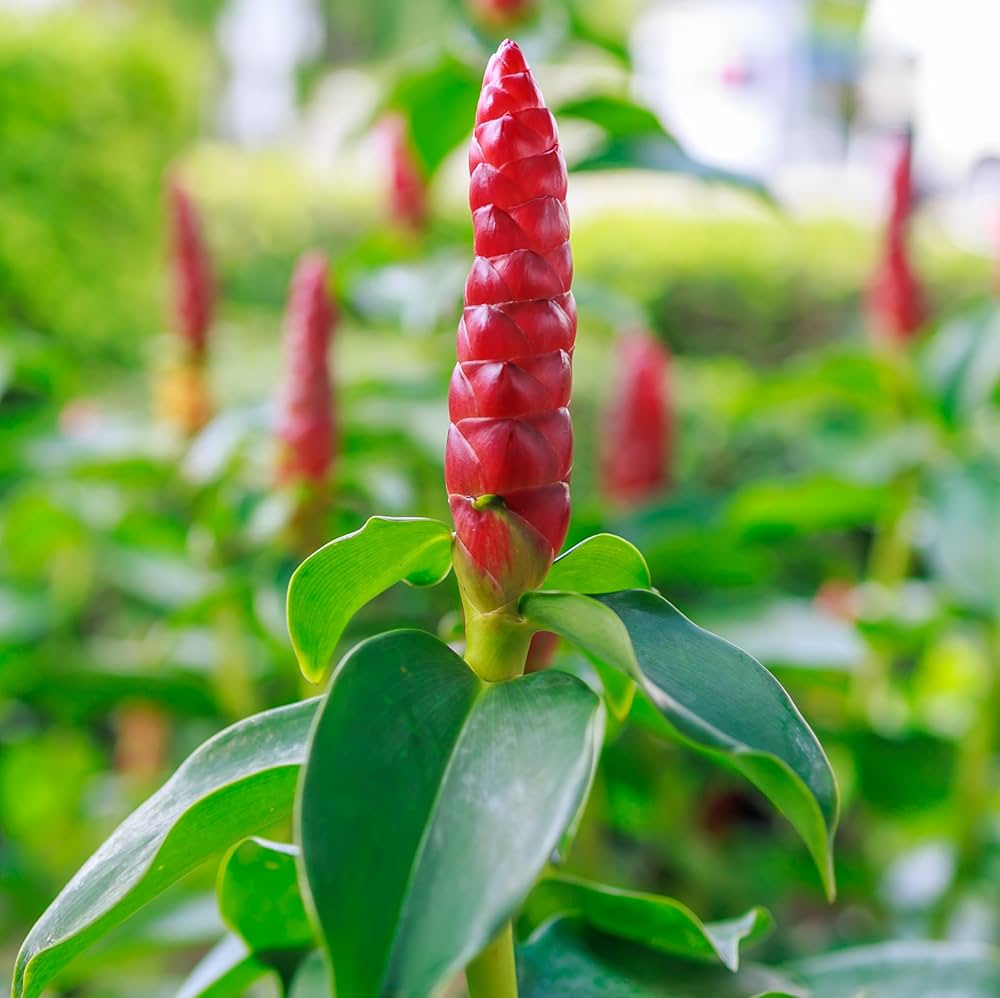 Costus Flower seeds for Planting Garden Favorite Heirloom & GMO Free Seeds for Home Garden