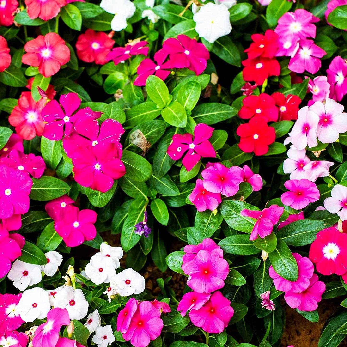 Heirloom Vinca Flower seeds for Planting Shade Tolerant Heirloom & GMO Free Seeds for Home Garden