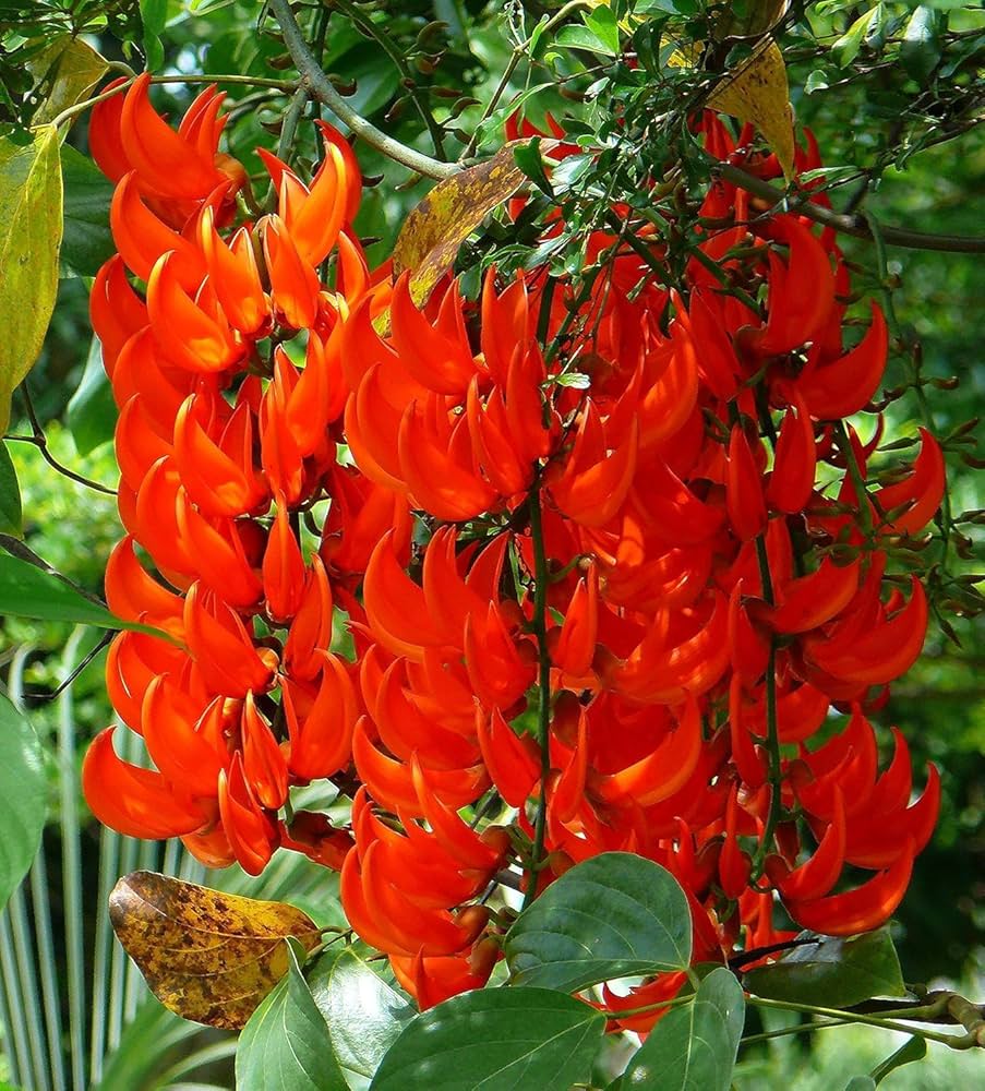 Red Strongylodon Flower seeds for Planting - Perfect for Borders, Heirloom & GMO Free Seeds for Home Garden