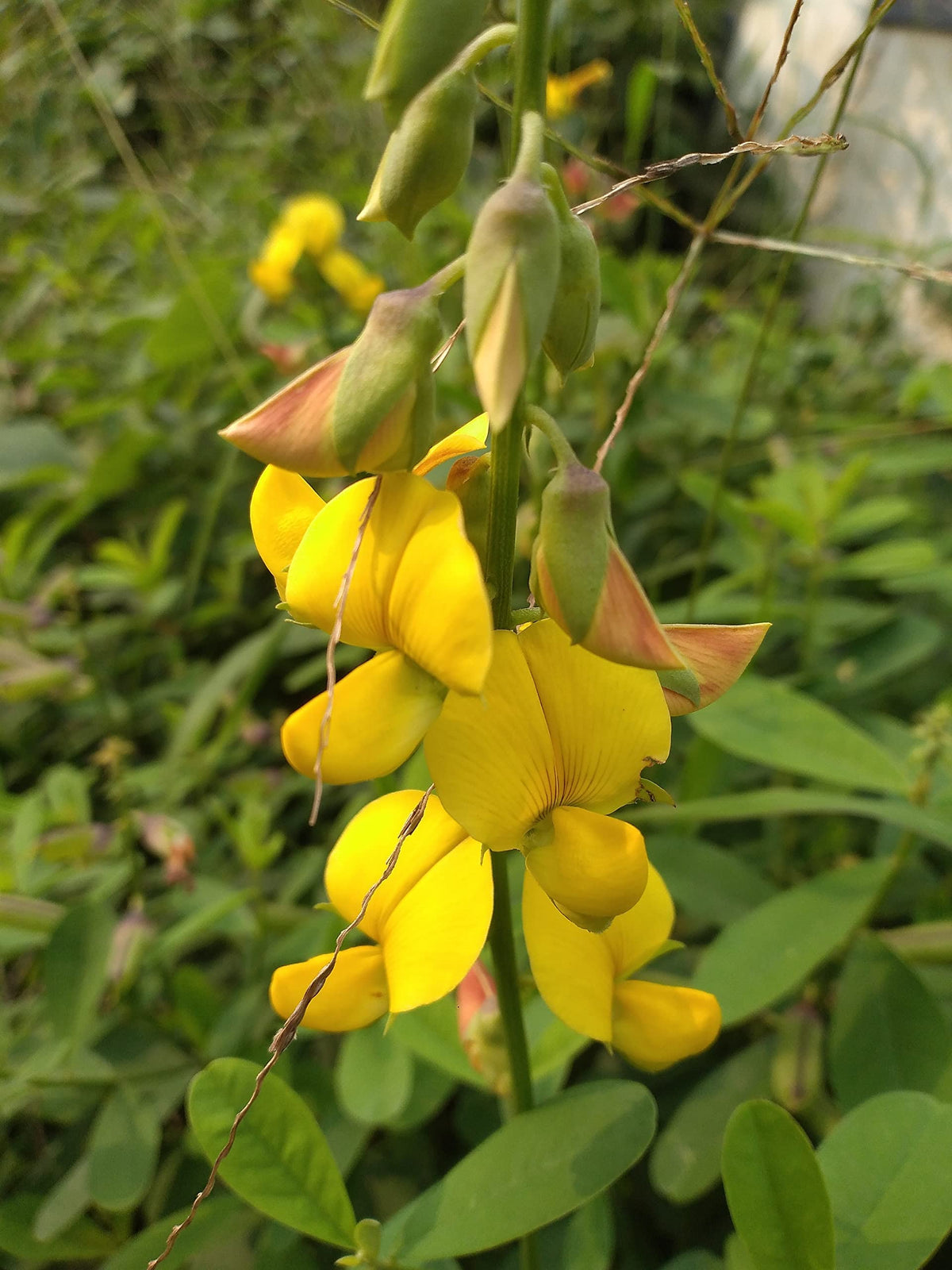 Dark Yellow Succulent Seeds For Planting Plant Seeds