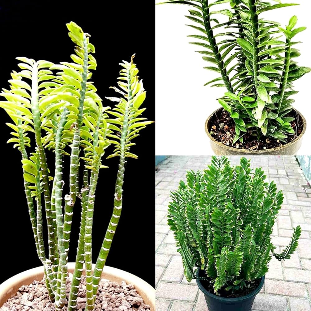 Green Pedilanthus Flower seeds for Planting - Garden Favorite, Heirloom & GMO Free Seeds for Home Garden