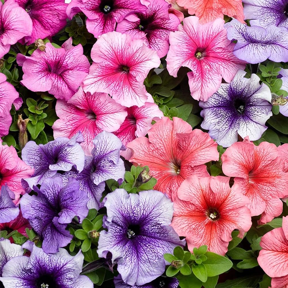 Cascadia Flower seeds for Planting Vibrant Colors Heirloom & GMO Free Seeds for Home Garden