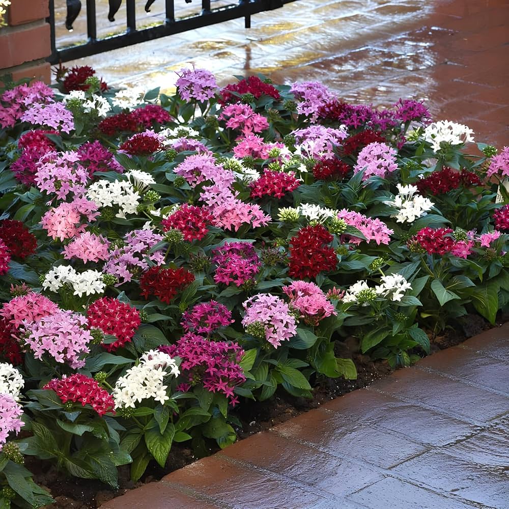 Pentas Flower seeds for Planting Vibrant Colors Heirloom & GMO Free Seeds for Home Garden