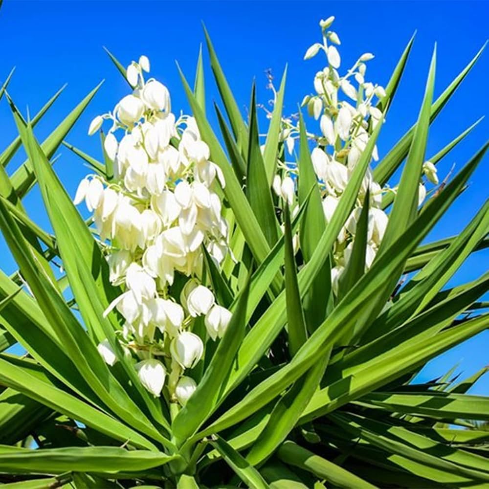 Yucca Flower seeds for Planting Seasonal Bloomer Heirloom & GMO Free Seeds for Home Garden