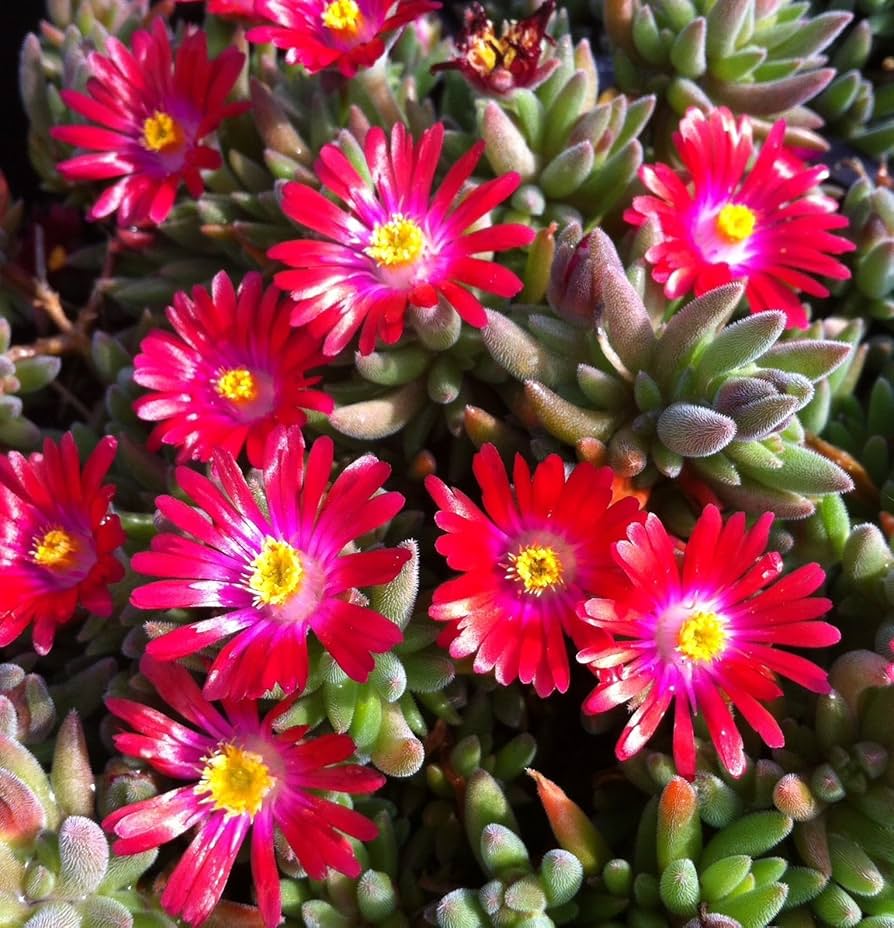 Delosperma Carmine Red Flower seeds for Planting Fragrant Blossoms Heirloom & GMO Free Seeds for Home Garden
