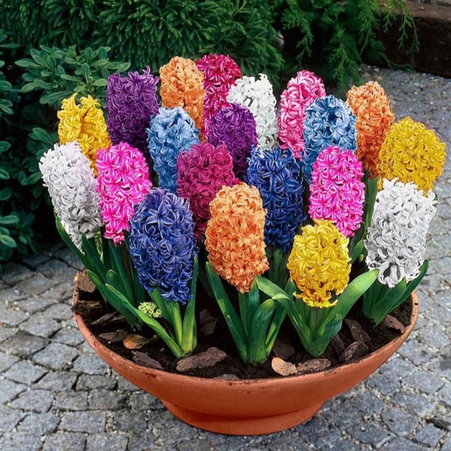 Hyacinth Flower seeds for Planting - Hardy Variety, Heirloom & GMO Free Seeds for Home Garden