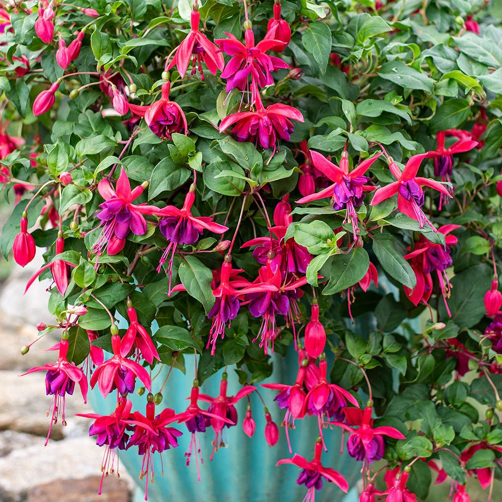 Orange Fuchsia Flower seeds for Planting Shade Tolerant Heirloom & GMO Free Seeds for Home Garden