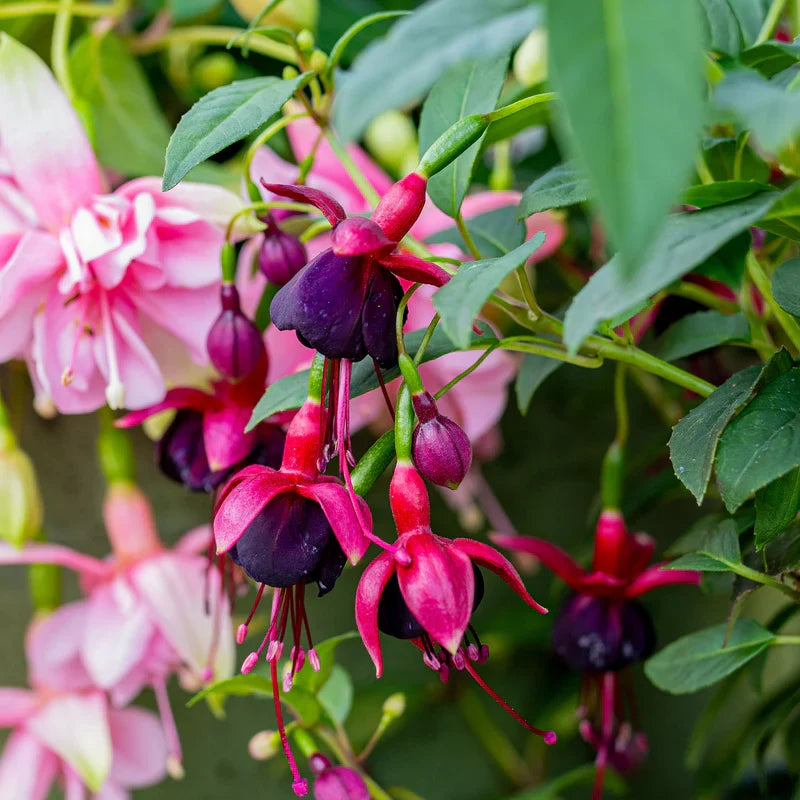 Heirloom Fuchsia Flower seeds for Planting Fragrant Blossoms Heirloom & GMO Free Seeds for Home Garden