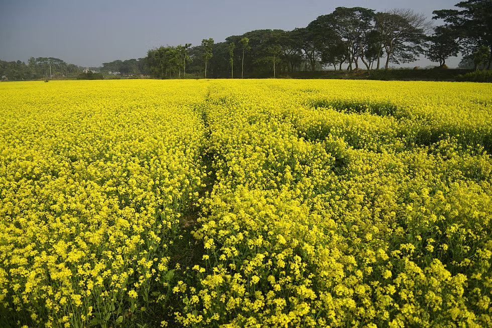 Mustard Flower seeds for Planting, Fragrant Blossoms Heirloom & GMO Free Seeds for Home Garden