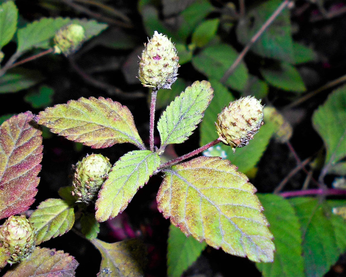 Aztec Sweet Herb (Lippia dulcis) - Honeyherb, Mayan Mint, Dulce Buttons, White Flower Seeds