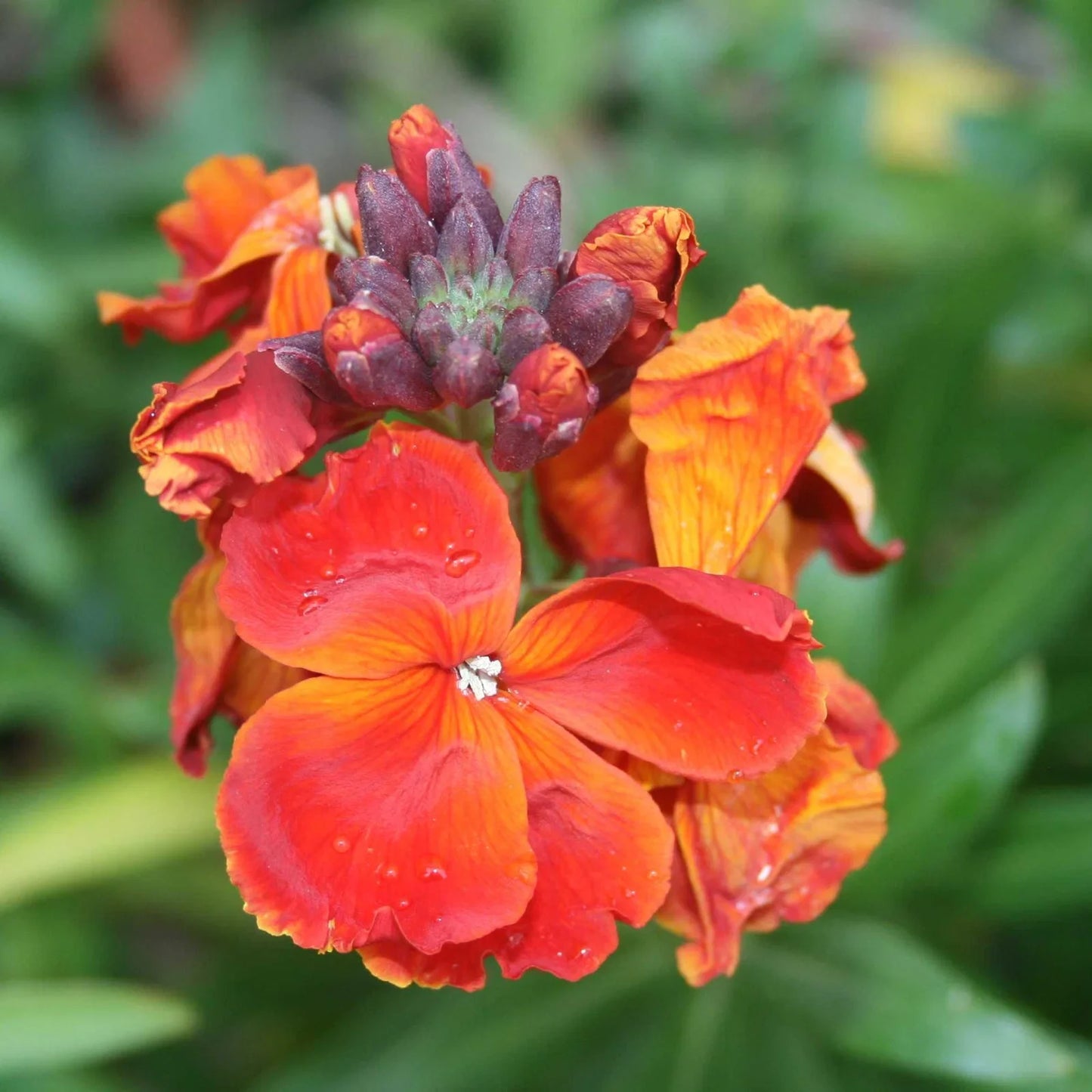 Wallflower Cheiranthus Cheiri Flower seeds for Planting Cottage Garden Essential Heirloom & GMO Free Seeds for Home Garden