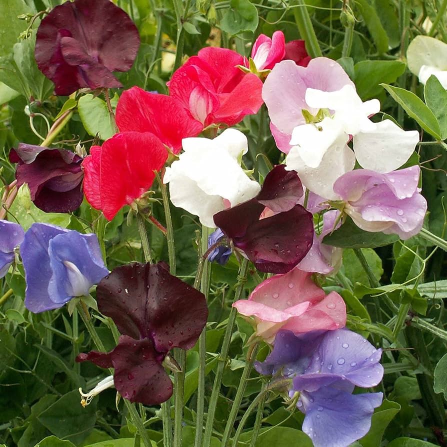 Lathydorus Odoratus Flower seeds for Planting Drought Tolerant Heirloom & GMO Free Seeds for Home Garden