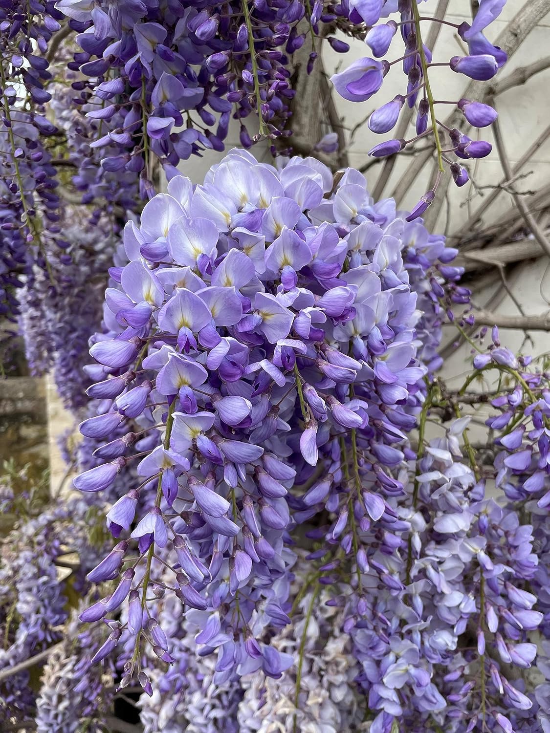 Wisteria Vine Flower seeds for Planting - Hardy Variety, Heirloom & GMO Free Seeds for Home Garden
Sale seeds for home garden