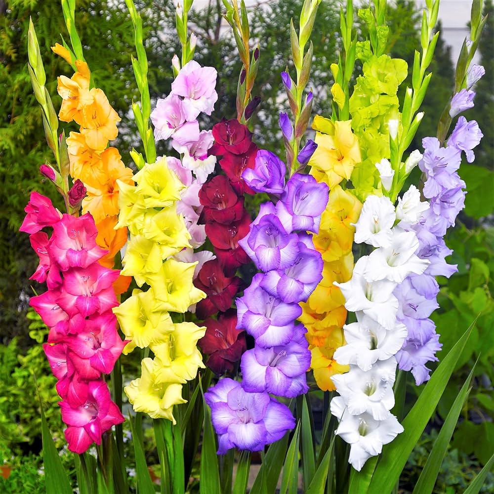 Multi Gladiolus Flower Seeds Flower seeds for Planting Fragrant Blossoms Heirloom & GMO Free Seeds for Home Garden