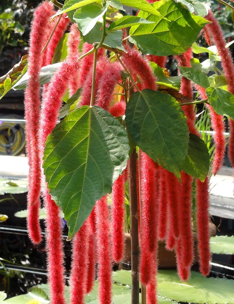 Acalypha Flower seeds for Planting - Hardy Variety, Heirloom & GMO Free Seeds for Home Garden