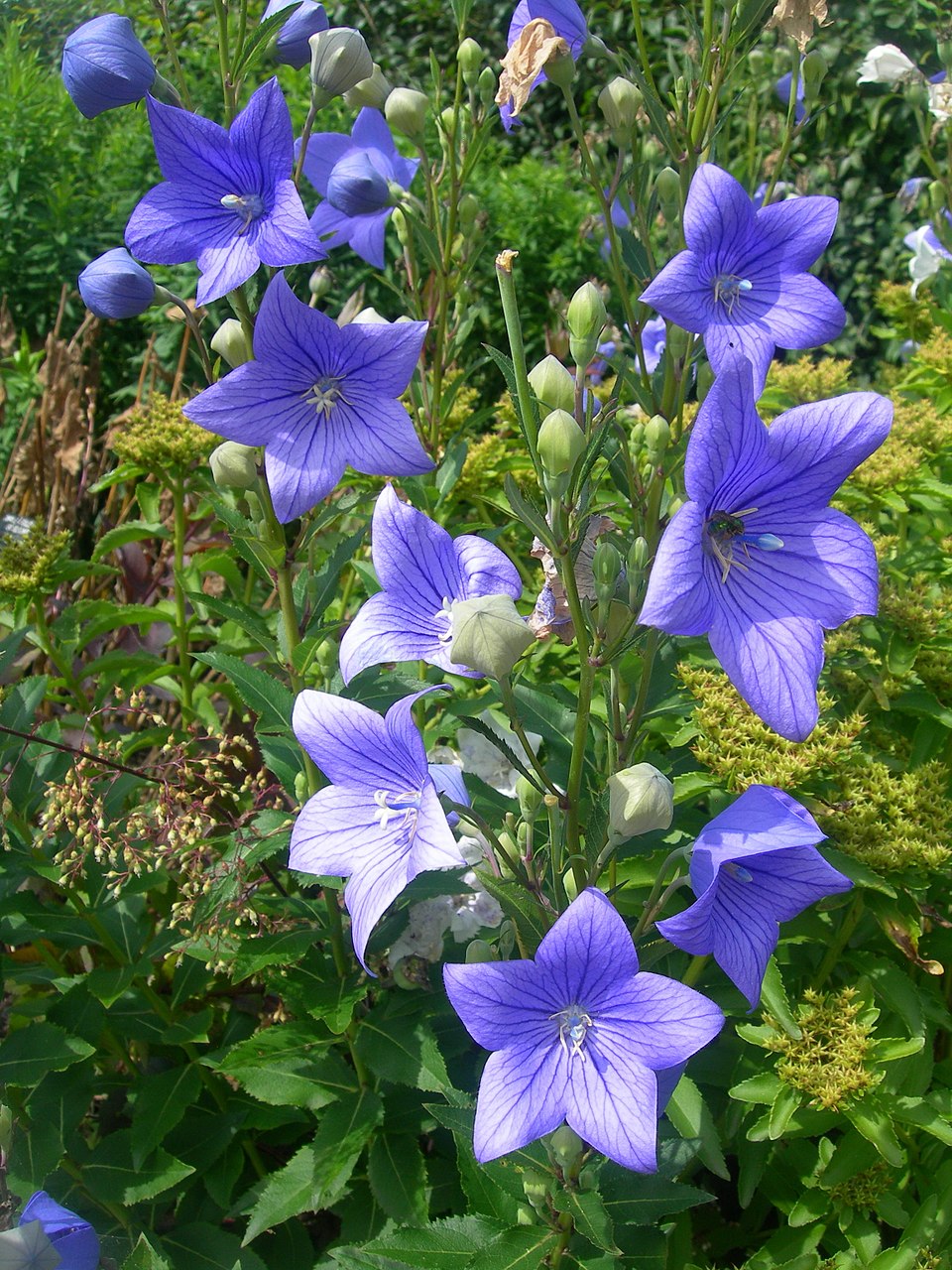 Balloon Flower seeds for Planting Easy to Grow Heirloom & GMO Free Seeds for Home Garden
