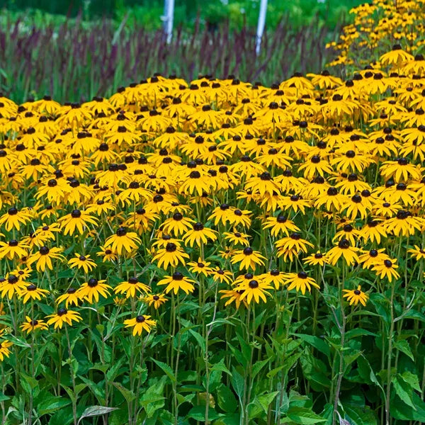 Rudbeckia Flower seeds for Planting Vibrant Colors Heirloom & GMO Free Seeds for Home Garden