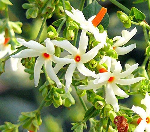 Coral Jasmine Flower seeds for Planting - Long Bloom Season, Heirloom & GMO Free Seeds for Home Garden