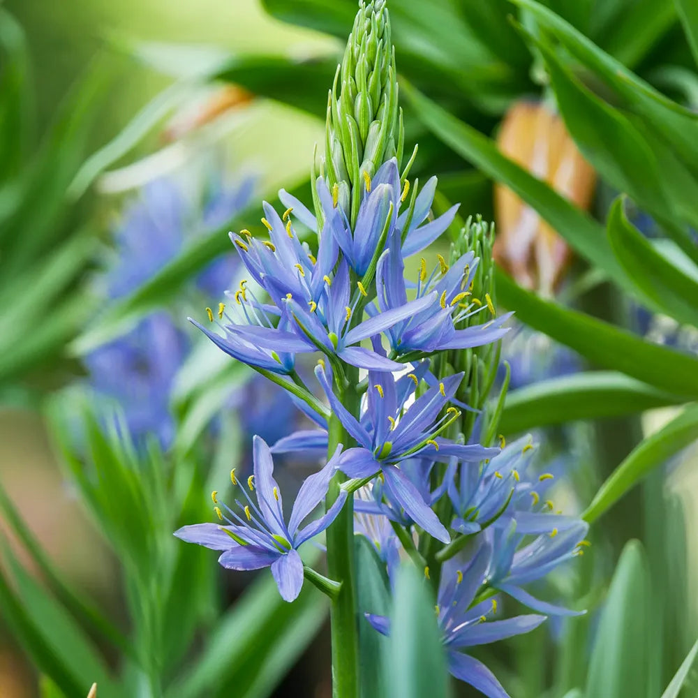 Camassia Flower seeds for Planting Cottage Garden Essential Heirloom & GMO Free Seeds for Home Garden