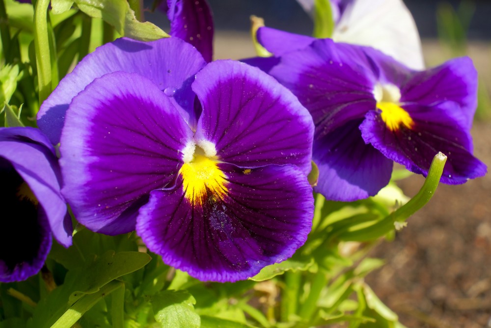 Mexican Pansy Flower seeds for Planting Bright Blooms Heirloom & GMO Free Seeds for Home Garden