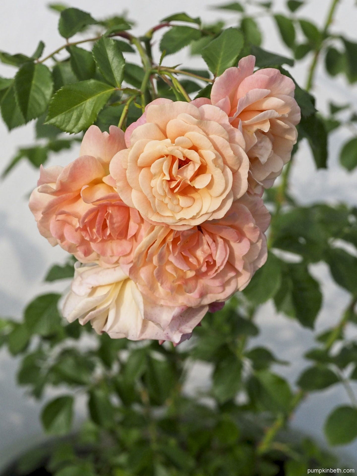 Cream Climbing Rose Flower seeds for Planting Colorful Display Heirloom & GMO Free Seeds for Home Garden