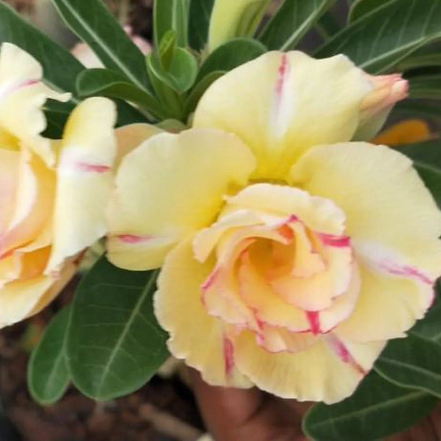 Yellow Pink Adenium Obesum Flower seeds for Planting Pollinator Friendly Heirloom & GMO Free Seeds for Home Garden