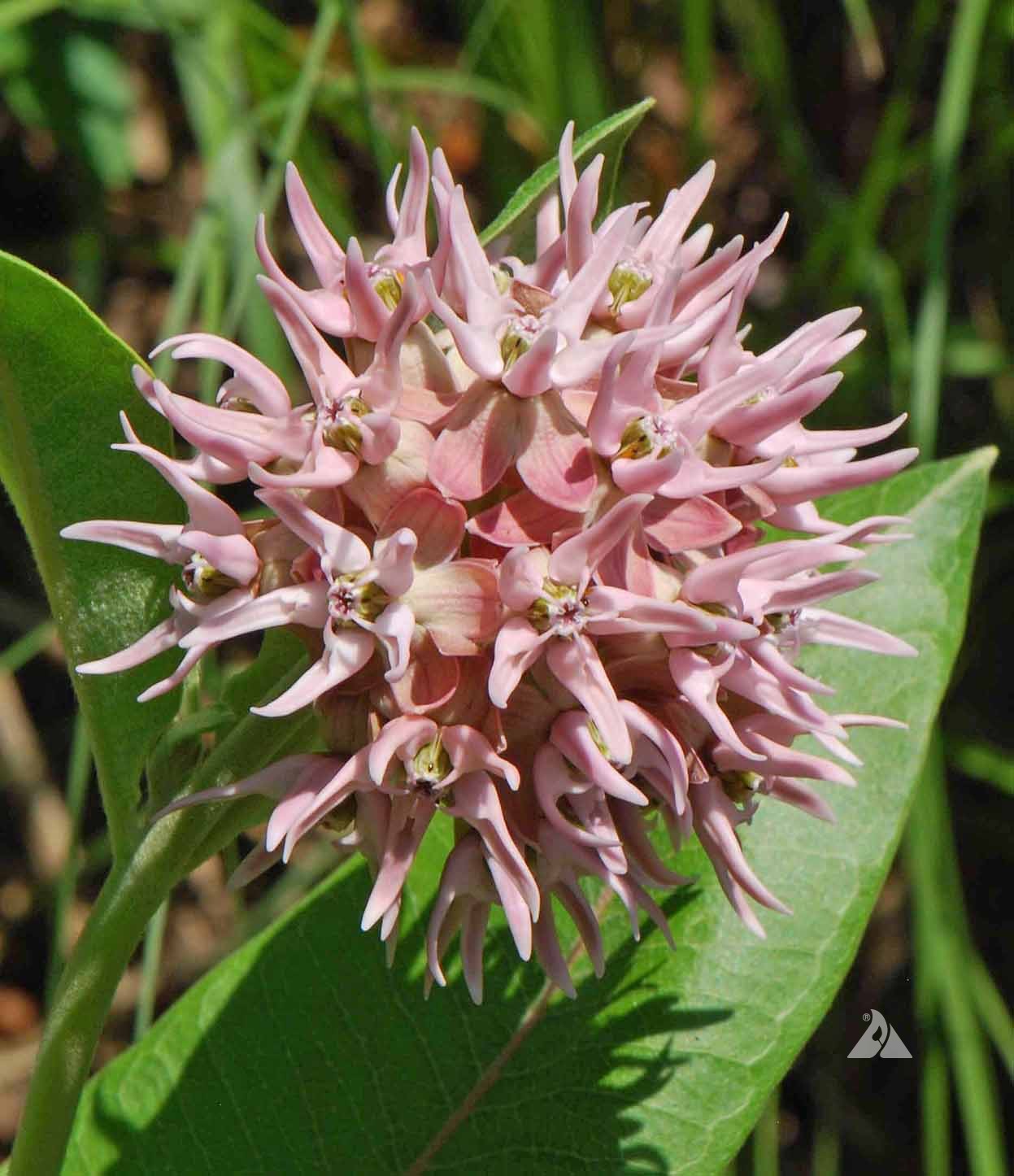 Asclepias Speciosa Flower seeds for Planting Perfect for Borders Heirloom & GMO Free Seeds for Home Garden