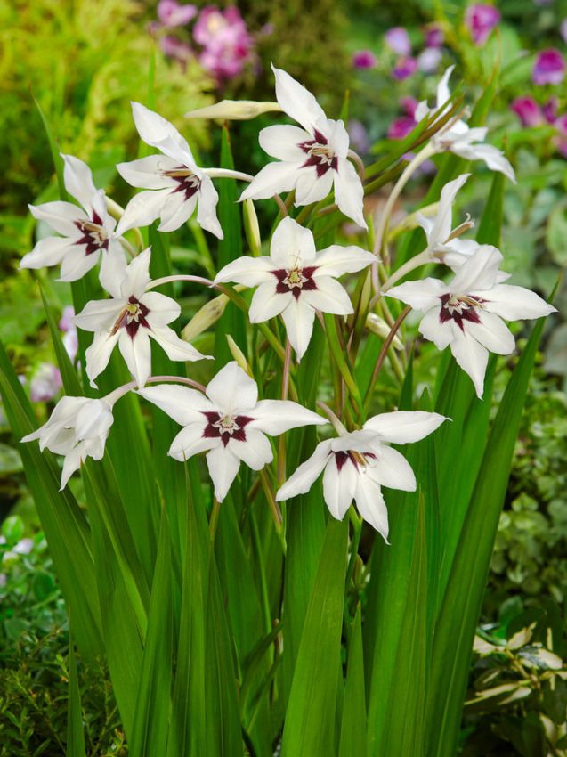 Acidanthera Flower seeds for Planting Fragrant Blossoms Heirloom & GMO Free Seeds for Home Garden