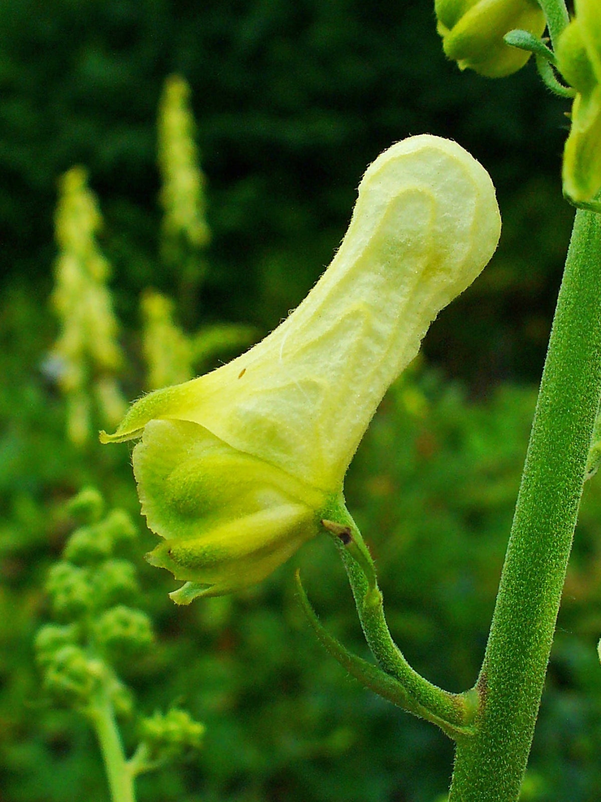 Lycoctonum Flower seeds for Planting Drought Tolerant Heirloom & GMO Free Seeds for Home Garden