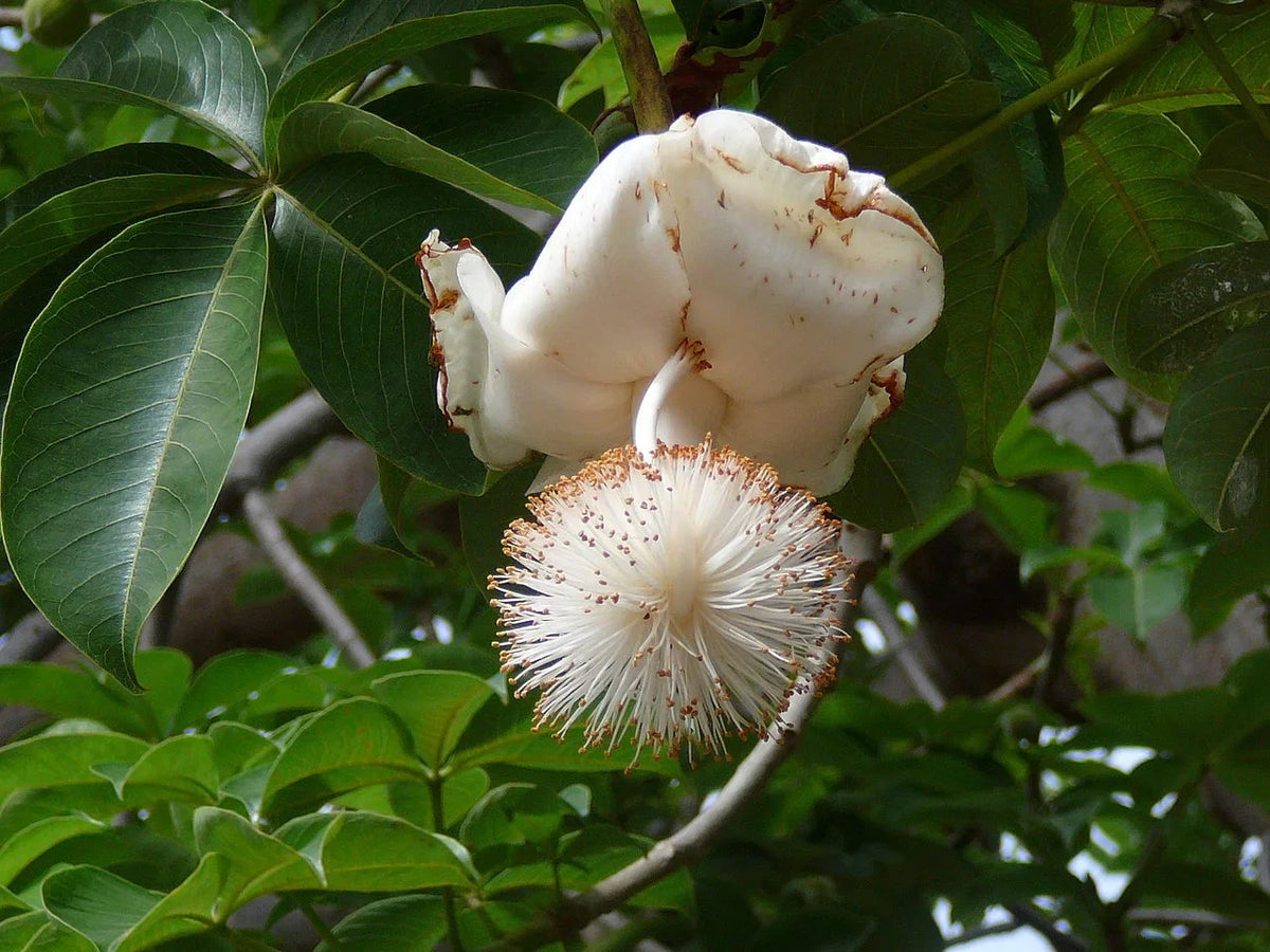 Adansonia Digitata Flower seeds for Planting Bright Blooms Heirloom & GMO Free Seeds for Home Garden