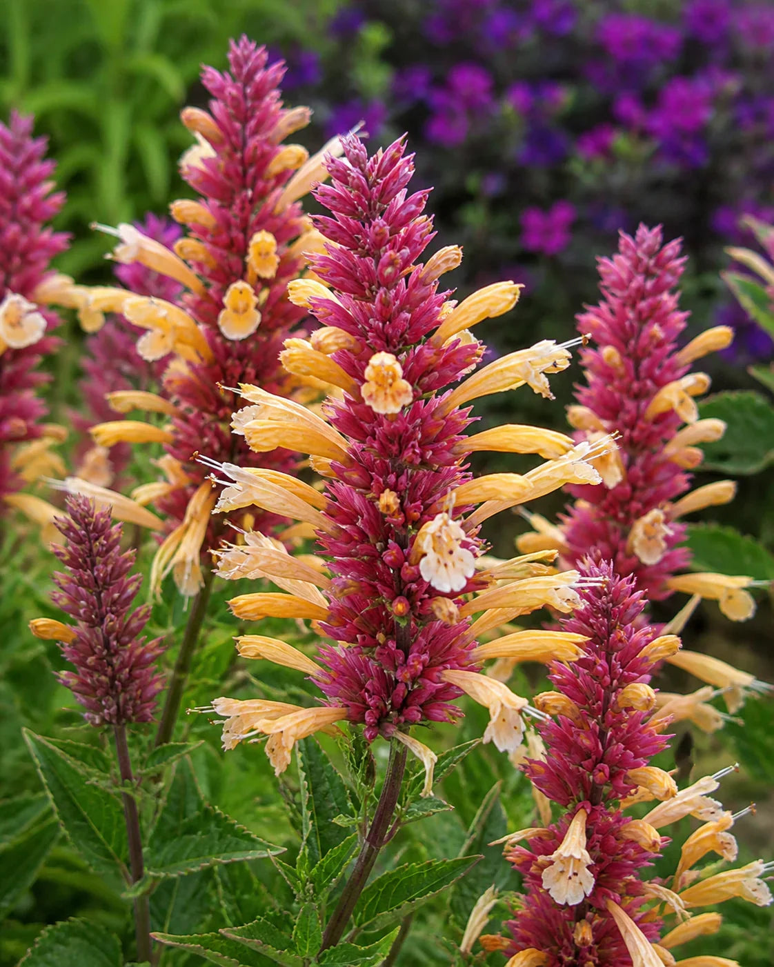 Agastache Flower seeds for Planting Compact Growth Heirloom & GMO Free Seeds for Home Garden
