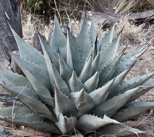 Agave Havardiana Succulent Flower seeds for Planting - Fragrant Blossoms, Heirloom & GMO Free Seeds for Home Garden