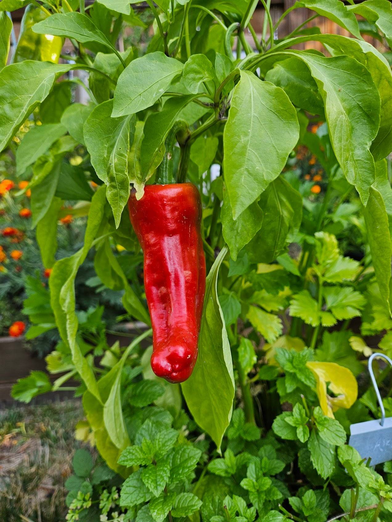 Aleppo Pepper Red Seeds Planting