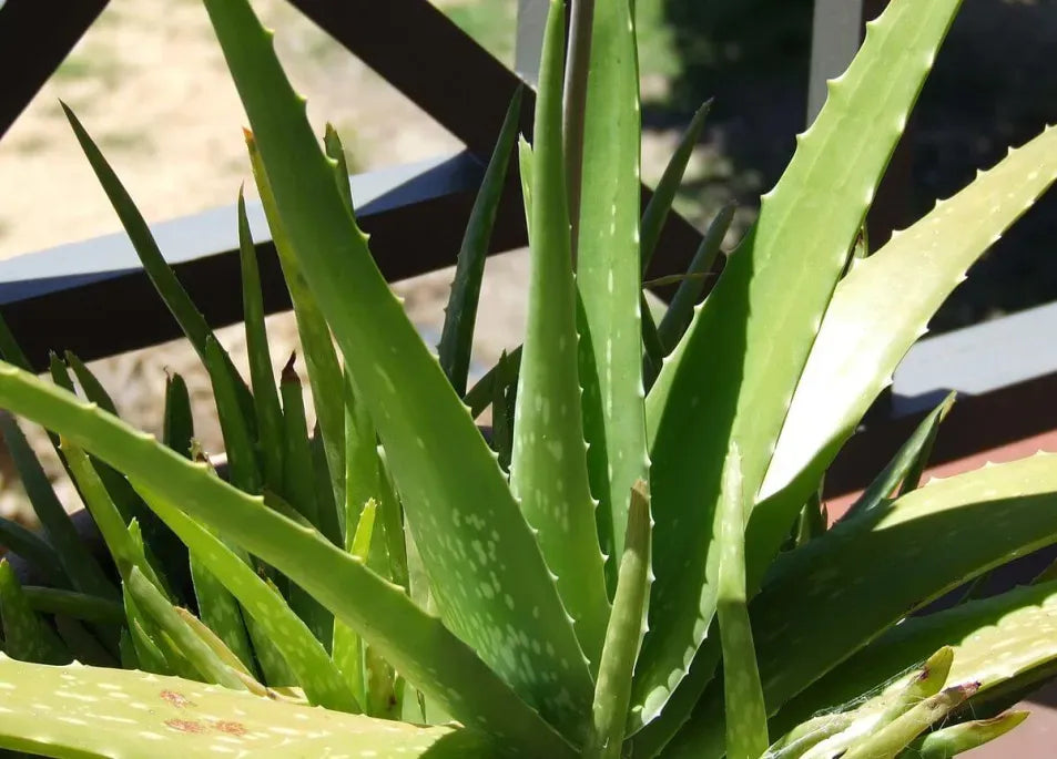 Edible Aloe Vera Flower seeds for Planting - Colorful Display, Heirloom & GMO Free Seeds for Home Garden
