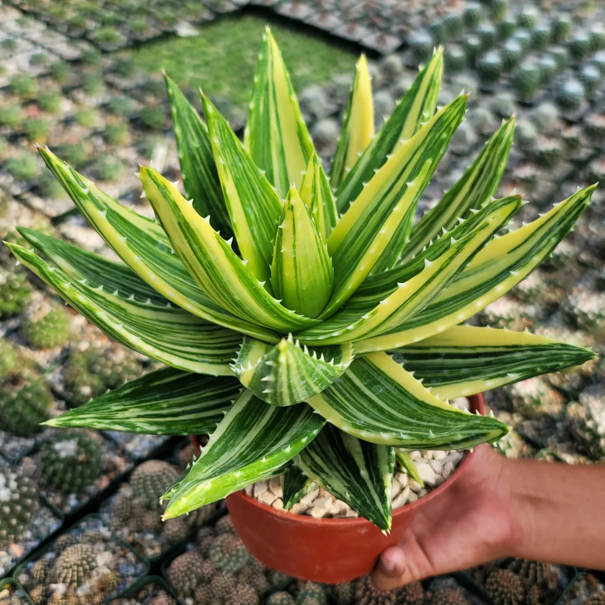 Yellow Green Aloe Flower seeds for Planting Shade Tolerant Heirloom & GMO Free Seeds for Home Garden