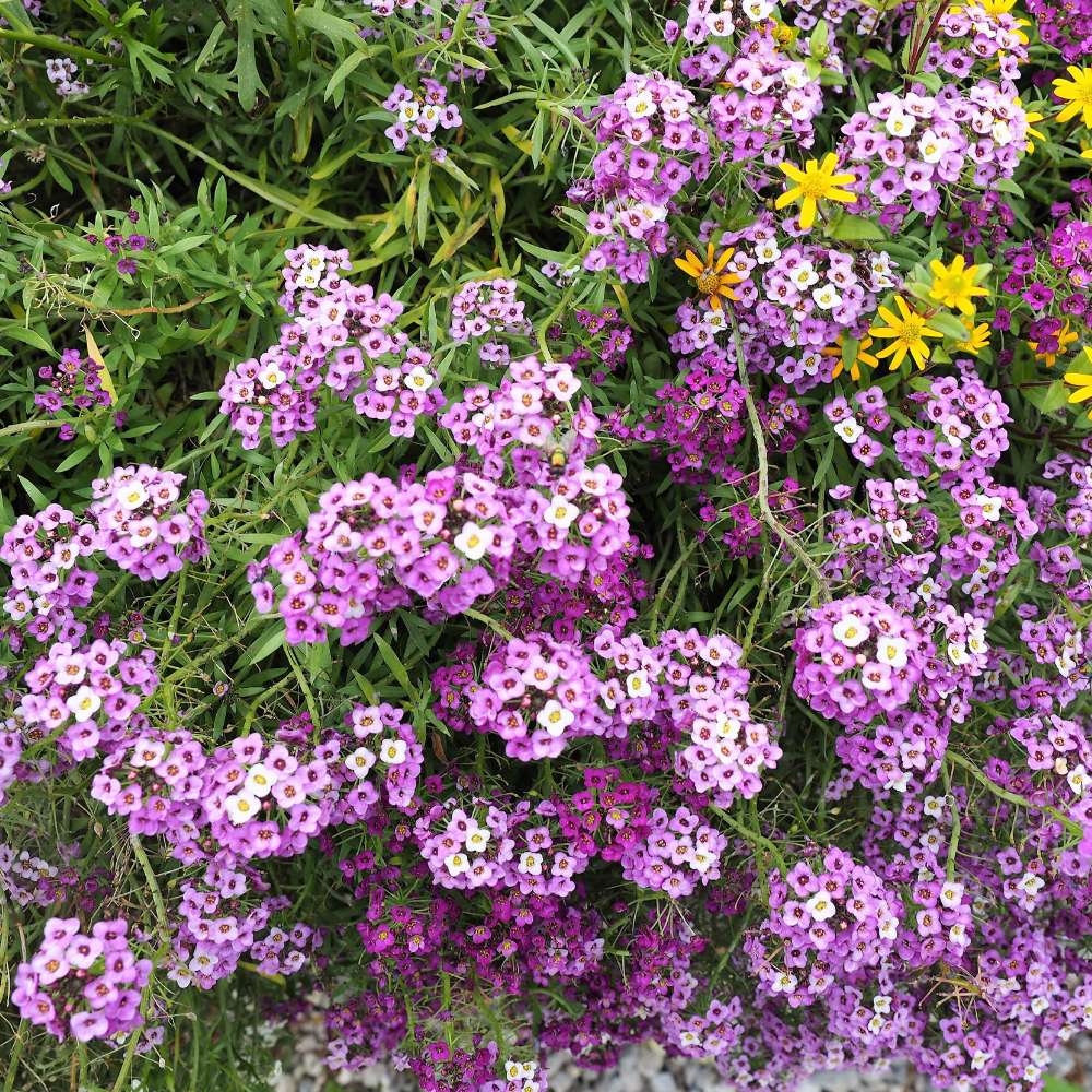 Heirloom Sweet Alyssum Flower seeds for Planting Garden Favorite Heirloom & GMO Free Seeds for Home Garden