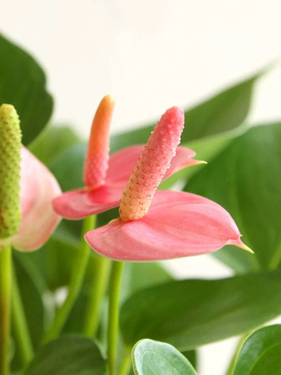 Anthurium Bonsai Flower seeds for Planting Colorful Display Heirloom & GMO Free Seeds for Home Garden