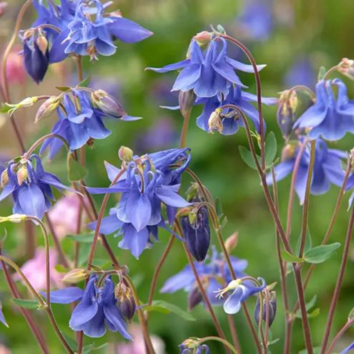 Columbine Biedermeier Flower seeds for Planting Fragrant Blossoms Heirloom & GMO Free Seeds for Home Garden