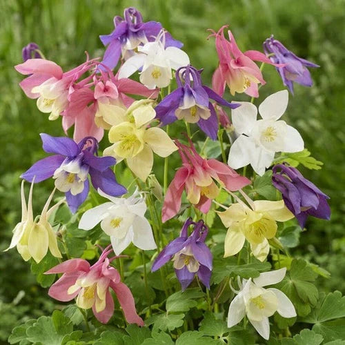 Aquilegia Flower seeds for Planting Low Maintenance Heirloom & GMO Free Seeds for Home Garden