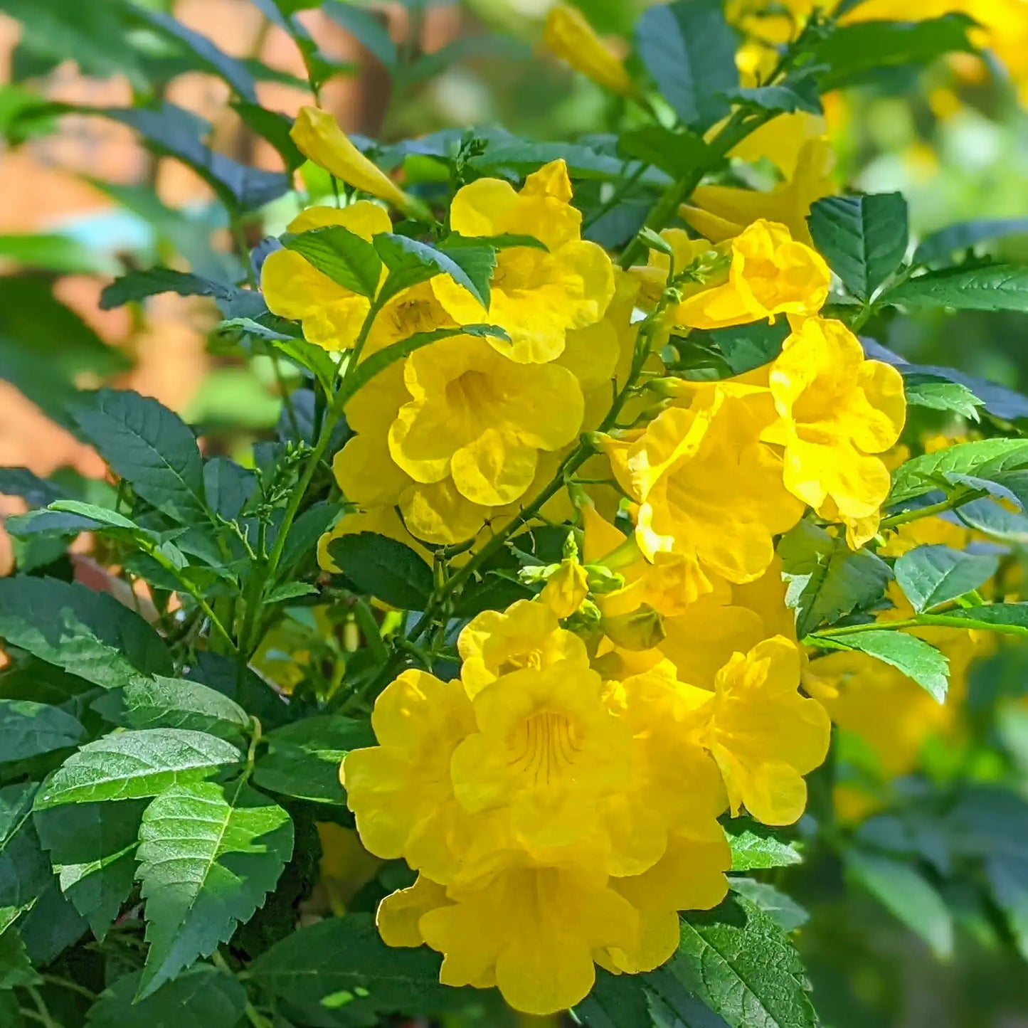 Tecoma Stans Flower seeds for Planting Pollinator Friendly Heirloom & GMO Free Seeds for Home Garden