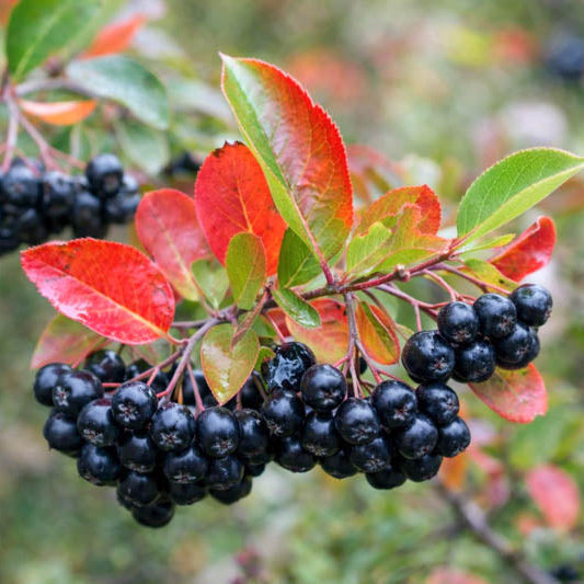 Aronia Berry Seeds - Aronia melanocarpa (Black Chokeberry)