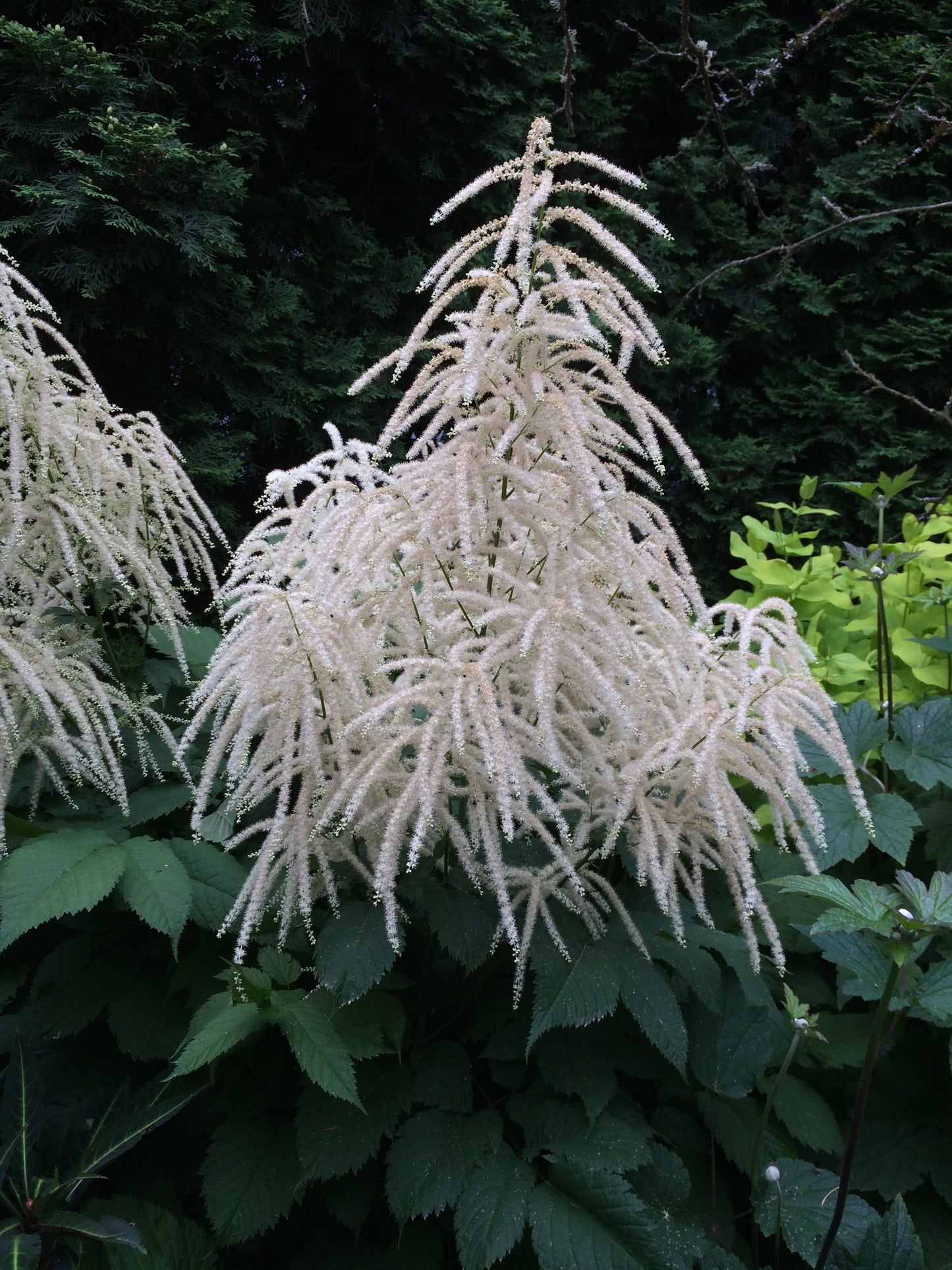 Aruncus Flower seeds for Planting Cut Flower Favorite Heirloom & GMO Free Seeds for Home Garden