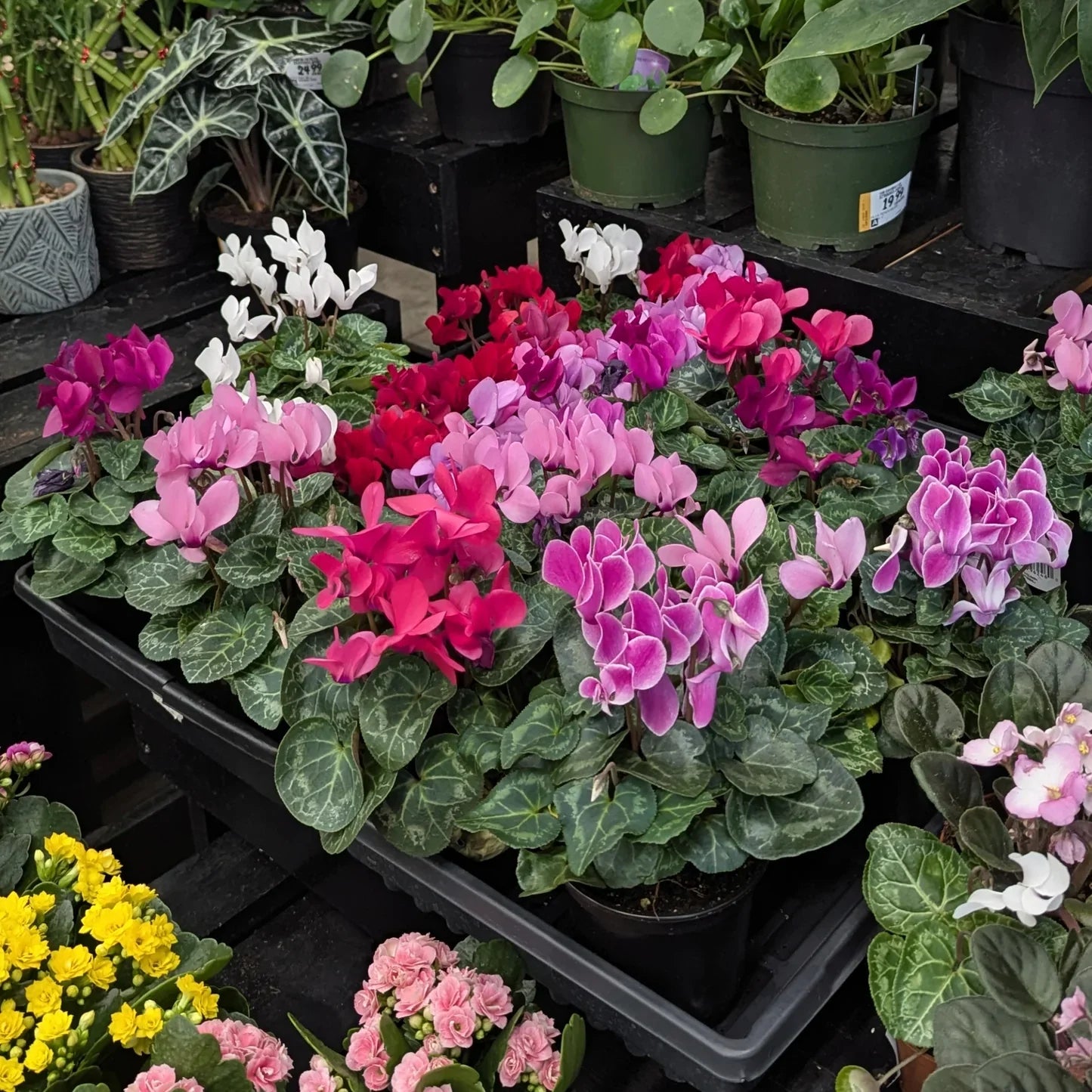 Mixed Color Cyclamen Seeds – Fragrant Heirloom Non-GMO Flowers for Garden Planting
