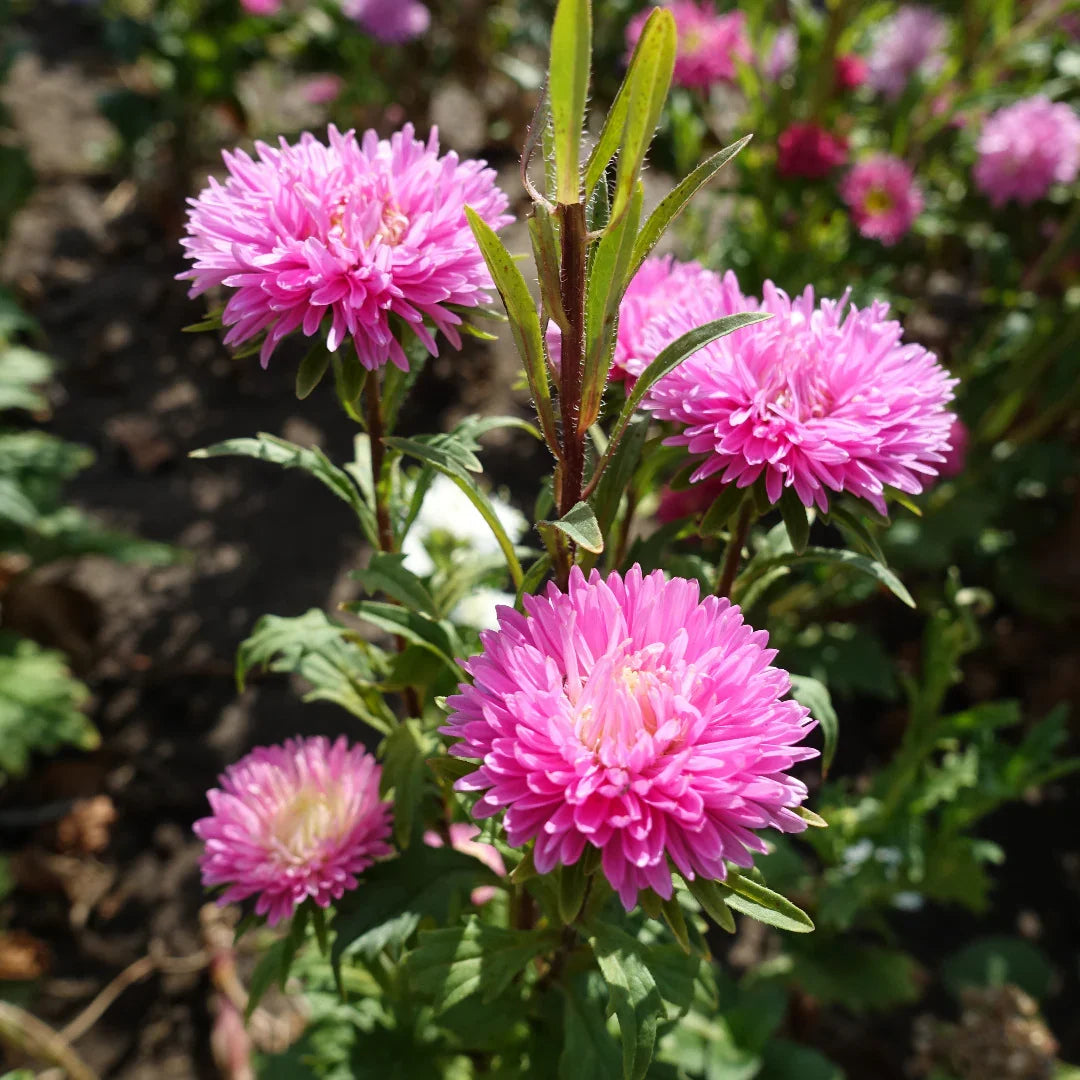 Aster Flower seeds for Planting Compact Growth Heirloom & GMO Free Seeds for Home Garden