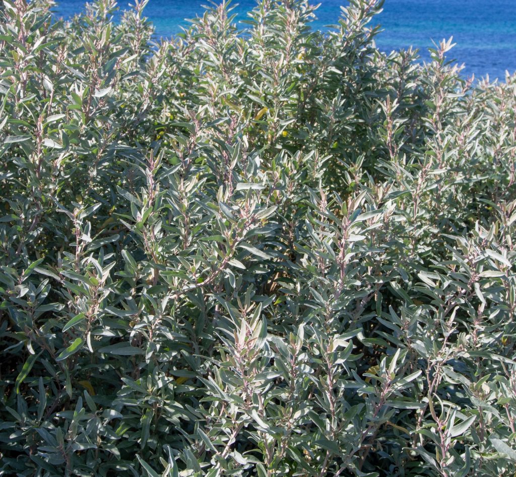 Saltbush Flower seeds for Planting Long Bloom Season Heirloom & GMO Free Seeds for Home Garden
