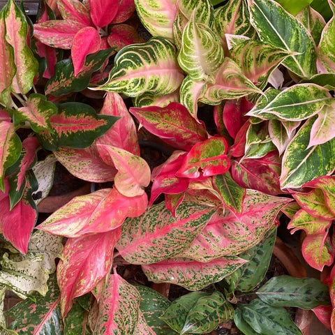 Mix Pink Aglaonema Flower seeds for Planting - Long Bloom Season, Heirloom & GMO Free Seeds for Home Garden